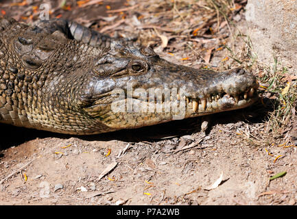 Close-up di testa grande coccodrillo di estuario all'Hartley's Crocodile Adventures, Captain Cook Highway, Wangetti, Queensland, Australia Foto Stock