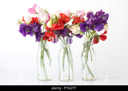 Lathyrus odoratus. Pisello dolce 'Early Mammoth miscelati " e " Fantasia di antiquariato mescolati' fiori in bottiglie di vetro contro uno sfondo bianco. Foto Stock