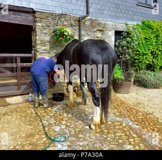 Shire cavallo,Healeys Cornish sidro Farm,Penhallow, Truro,Cornwall,l'Inghilterra,UK Foto Stock