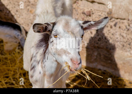 Immagine di una capra bianca masticare un giallo paglierino Foto Stock