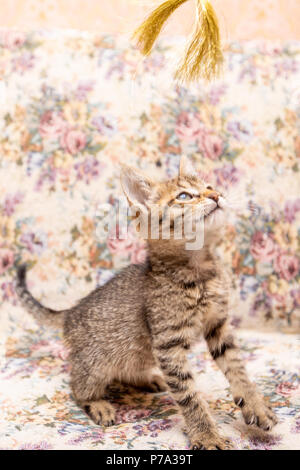 Funny striped kitten sorridente a casa Foto Stock