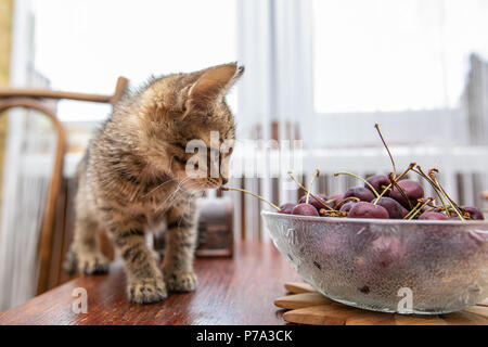 Funny striped kitten sorridente a casa Foto Stock