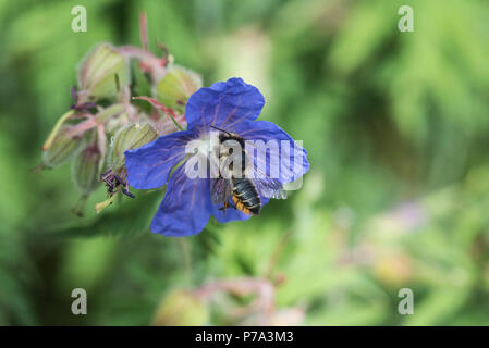 Foglia-Cutter Bee (Megachile sp) su un fiore di geranio Foto Stock