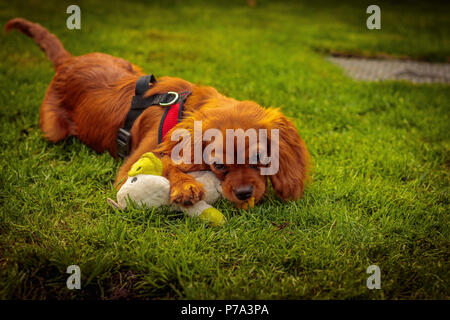 Ritratto di bellissimi animali Foto Stock