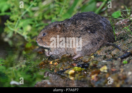 acqua vola arvicola anfibio Foto Stock