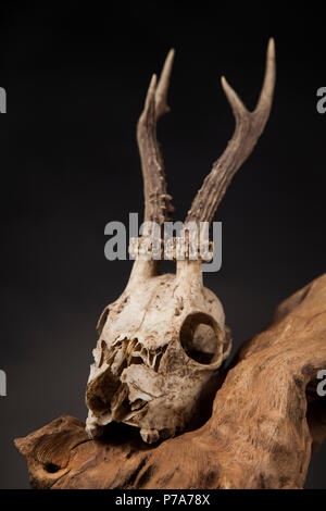 Weathered cervi cranio, nero lo sfondo dello specchio Foto Stock