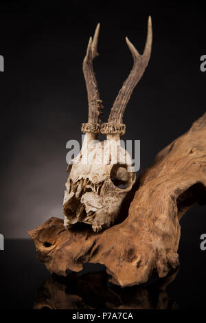 Weathered cervi cranio, nero lo sfondo dello specchio Foto Stock
