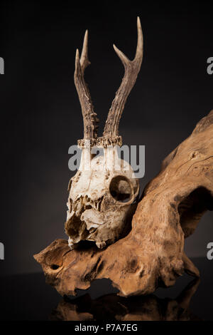 Weathered cervi cranio, nero lo sfondo dello specchio Foto Stock