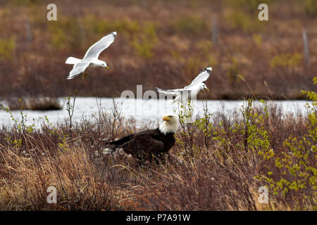 Mew gabbiani (Larus canus) molestare un aquila calva (Haliaeetus leucocephalus) ad inseguire è lontano da loro scelto il luogo di nidificazione. Foto Stock