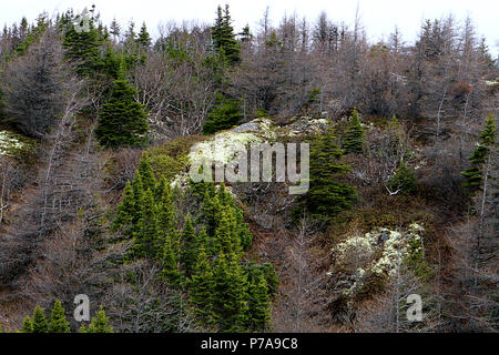 Diario di viaggio. Travel Terranova, Canada. Lungo l'autostrada #470. Paesaggi, paesaggi marini, e cascate, dalla porta AUX PER BASCO ROSE BLANCHE Foto Stock