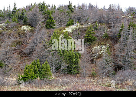 Diario di viaggio. Travel Terranova, Canada. Lungo l'autostrada #470. Paesaggi, paesaggi marini, e cascate, dalla porta AUX PER BASCO ROSE BLANCHE Foto Stock