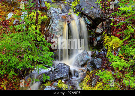 Diario di viaggio. Travel Terranova, Canada. Lungo l'autostrada #470. Paesaggi, paesaggi marini, e cascate, dalla porta AUX PER BASCO ROSE BLANCHE Foto Stock