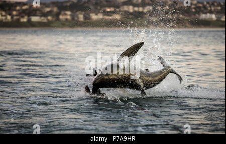 Il grande squalo bianco (Carcharodon carcharias) violare su gomma sea lion fantoccio trainato da barca per la ricerca scientifica Foto Stock