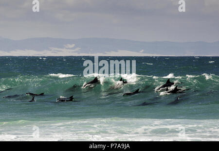 Pod di delfini navigare un'onda in Jeffreys Bay, Sud Africa Foto Stock