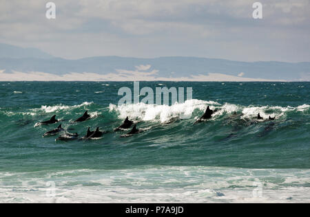 Pod di delfini navigare un'onda in Jeffreys Bay, Sud Africa Foto Stock