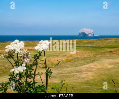 A North Berwick, East Lothian, Scozia, Regno Unito, 5 luglio 2018. La Bass Rock, casa del più grande Northern gannet colonia, scintillante bianco sotto il sole con le sule nesting e una massa di uccelli marini battenti intorno ad esso su una soleggiata giornata estiva, con wold fiori in primo piano Foto Stock