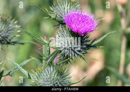 Glasgow, Scotland, Regno Unito il 7 luglio. Regno Unito Meteo:Sunny sfrigolanti meteo continua e la Scottish i cardi sono fuori sul canale di Forth e Clyde .Gerard Ferry/Alamy news Foto Stock