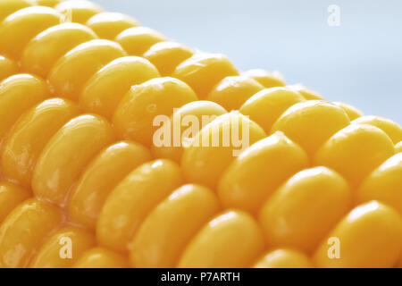 Close-up su oliato sulla pannocchia di mais su sfondo neutro Foto Stock