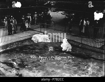 . Inglese: orsi polari in gabbia, Point Defiance Park, Tacoma, Washington, ca. 1919. Inglese: didascalia sull'immagine: orsi polari. Pt. Defiance Park, Tacoma sul manicotto di negativo: Pt. Defiance Park. Gli orsi polari. Soggetti (LCTGM): orsi polari--Washington (stato)--Tacoma; giardini zoologici--Washington (stato)--Tacoma soggetti (LCSH): Point Defiance Zoo & Aquarium (Tacoma, Washington) . circa 1919 64 orsi polari in gabbia, Point Defiance Park, Tacoma, Washington, ca 1919 (barra 33) Foto Stock