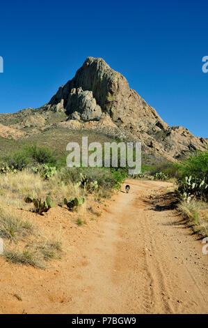 Ocotillo crescere a testa di elefante, Foresta Nazionale di Coronado, Deserto Sonoran, Santa Rita montagne, Green Valley, Arizona, Stati Uniti. Foto Stock