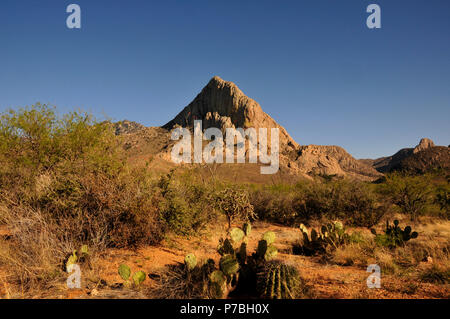 Ocotillo crescere a testa di elefante, Foresta Nazionale di Coronado, Deserto Sonoran, Santa Rita montagne, Green Valley, Arizona, Stati Uniti. Foto Stock