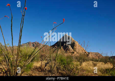 Ocotillo crescere a testa di elefante, Foresta Nazionale di Coronado, Deserto Sonoran, Santa Rita montagne, Green Valley, Arizona, Stati Uniti. Foto Stock