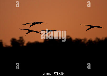 Un gregge di legno Stork, Mycteria americana, per l'atterraggio nei pressi di un laghetto in Sarigua national park, Herrera provincia, Repubblica di Panama. Foto Stock