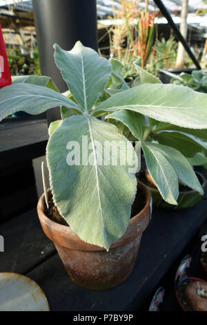 Brasiliano Sinninggias Edelweiss Foto Stock