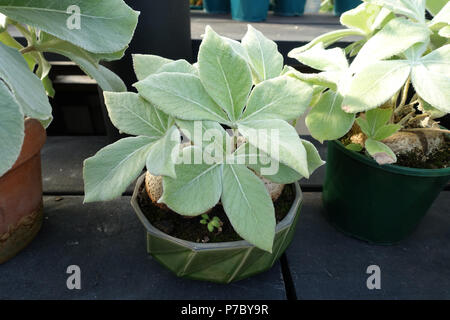 Brasiliano Sinninggias Edelweiss Foto Stock