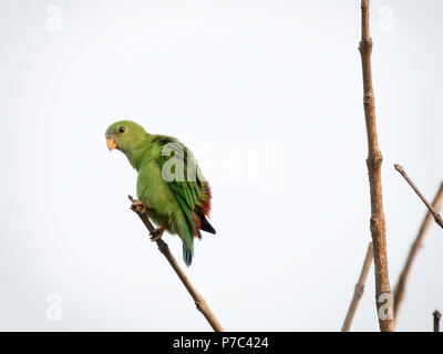 Primaverile Hanging Parrot - Loriculus vernalis in area Chikmangalur di Karnataka, India a secco con rami di alberi e sfondo bianco Foto Stock