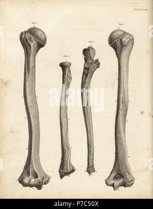 Vedute dell'omero e ulna ossa nel braccio umano. Incisione su rame di Edward Mitchell dopo una illustrazione anatomica da John Barclay è una serie di incisioni di scheletro umano, MacLachlan e Stewart, Edimburgo, 1824. Foto Stock