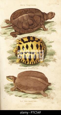 Testuggine palustre, Emys orbicularis (fango o tartaruga la Bourbeuse), e star indiane tartaruga, Geochelone elegans (elegante tartaruga). Handcolored incisione su rame da Heath dopo una illustrazione di George Shaw dal suo General zoologia, anfibi, Londra, 1801. Foto Stock