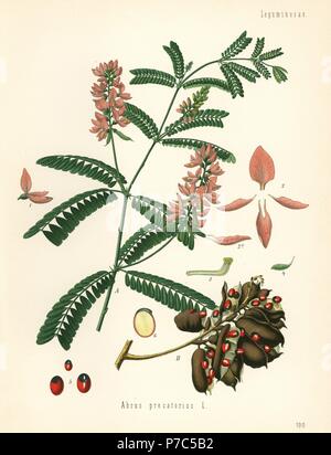 Indian liquirizia, Abrus precatorius. Chromolithograph dopo una illustrazione botanica da Hermann Adolph della Koehler piante medicinali, edito da Gustav Pabst, Koehler, Germania, 1887. Foto Stock