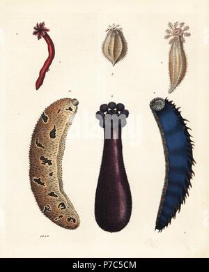 Cetrioli di mare: Trochodota purpurea 1,2, Cladodactyla crocea crocea 3, Stichopus chloronotus 4, Anaperus peruvianus 5, e Holothuria (Metriatyla) lessoni 6. Litografia Handcolored da Carl Hoffmann il libro del mondo, Stuttgart, 1849. Foto Stock