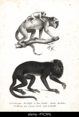 Nero, howler Alouatta caraya (Stentor barbatus), maschio e femmina. Litografia da Karl Joseph Brodtmann da Heinrich Rudolf Schinz illustrato della storia naturale di animali, Zurigo, 1827. Foto Stock