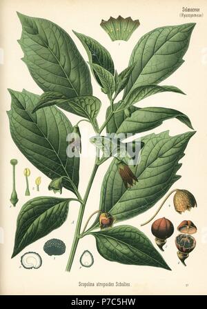 Henbane campana, Scopolia carniolica (Scopolina atropoides). Chromolithograph dopo una illustrazione botanica da Hermann Adolph della Koehler piante medicinali, edito da Gustav Pabst, Koehler, Germania, 1887. Foto Stock