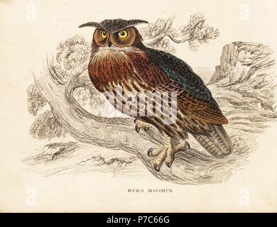 Gufo reale, Bubo bubo (grande-eared owl, Bubo maximus). Acciaio Handcolored incisione da Georg Friedrich Treitschke's Galleria di Storia Naturale, Naturhistorischer Bildersaal des Thierreiches, Liepzig, 1842. Foto Stock