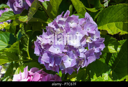 Primo piano di una singola viola ortensia (Hydrangea macrophylla) fiore cresce in estate nel West Sussex, in Inghilterra, Regno Unito. Foto Stock