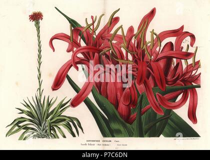 Gymea lily, Doryanthes excelsa. Nuovo Galles del Sud, Australia. Litografia Handcolored da Louis van Houtte e Charles Lemaire di fiori dei giardini e serre di Europa, Flore des Serres et des jardins de l'Europe, Gand, Belgio, 1870. Foto Stock