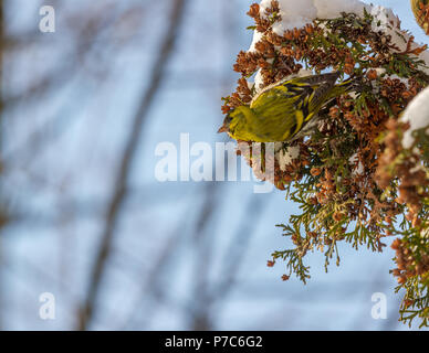 Eurasian lucherino Spinus spinus mangiare i dadi su thuja tree, Ucraina Foto Stock