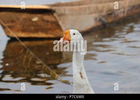 Oca Bianca vicino a lato acqua Foto Stock