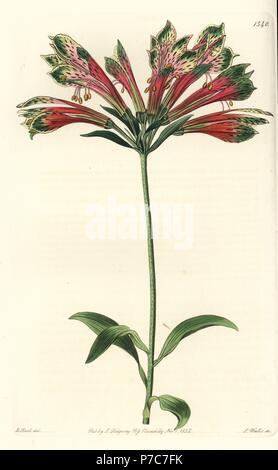 Giglio peruviano, Alstroemeria pulchella (Pappagallo, alstroemeria Alstroemeria psittacina). Handcolored incisione su rame da S. Watts dopo una illustrazione da M. Hart da Sydenham Edwards del registro di botanica, Ridgeway, Londra, 1832. Foto Stock