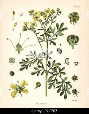 Rue, ruta graveolens. Chromolithograph dopo una illustrazione botanica da Walther Muller da Hermann Adolph della Koehler piante medicinali, edito da Gustav Pabst, Koehler, Germania, 1887. Foto Stock