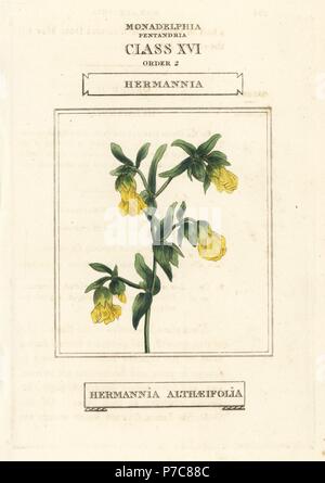 Hermannia, Hermannia althaeifolia. Handcolored incisione su rame dopo una illustrazione di Richard Duppa dalla sua le classi e gli ordini del sistema Linnaean di botanica, Longman, Hurst, Londra, 1816. Foto Stock