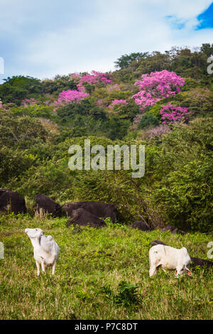 Bestiame vicino Cerro Chame, costa del Pacifico, Repubblica di Panama. Gli alberi in fiore sullo sfondo sono tromba rosea, Tabebuia rosea. Foto Stock