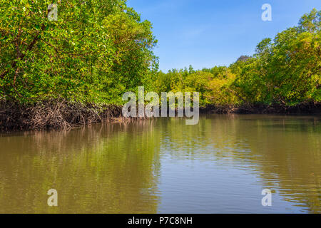 Un giro in barca attraverso i bellissimi alberi di mangrovie con le sue radici aeree a Geoforest Kilim Parco dell'Isola di Langkawi, Malesia. Foto Stock