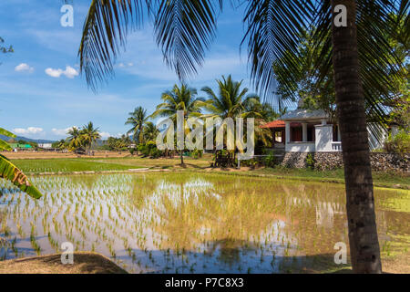 Più di forma rettangolare le risaie con qualche ombra-dando palme accanto a una casa sull'Isola di Langkawi, Kedah, Malaysia. Foto Stock