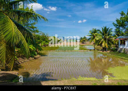 Una vista panoramica di forma rettangolare le risaie con palme su una farm di riso a Langkawi, Kedah, Malaysia. Foto Stock