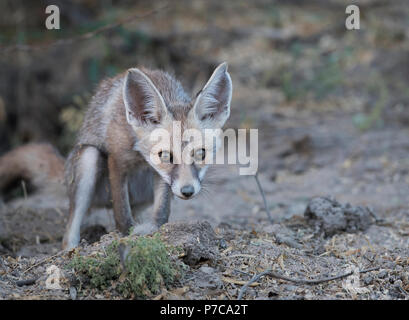 L'immagine del deserto fox o bianco-footed volpe (Vulpes vulpes vulpes pusilla) pup nel Kutch, Gujurat, India Foto Stock