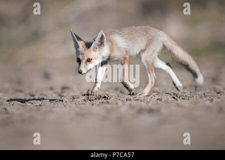 L'immagine del deserto fox o bianco-footed volpe (Vulpes vulpes vulpes pusilla) pup nel Kutch, Gujurat, India Foto Stock